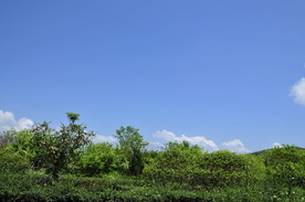 海南槟榔谷蓝蓝的白云天