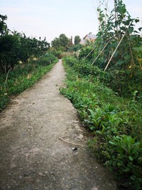 乡间小路 绿色小路