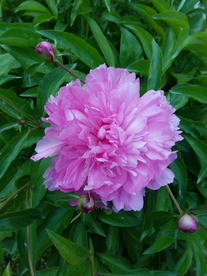 芍药花 牡丹