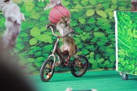 猴子骑单车