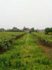 乡村田园风景