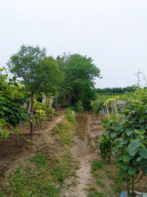 乡村田园风景