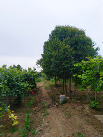 乡村田园风景