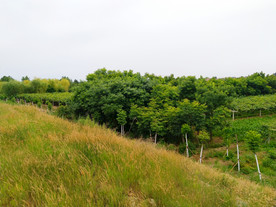 乡村田园风景