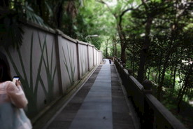 乡间小道树林乡间小道树林