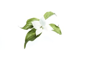 百花