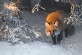 森林雪地狐狸
