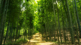 护眼背景 绿色护眼 绿色背景
