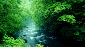 护眼背景 绿色护眼 绿色背景