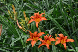 萱草花
