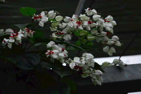 龙吐珠