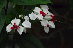 龙吐珠