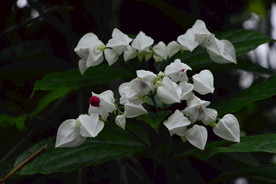 龙吐珠