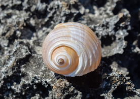蜗牛壳