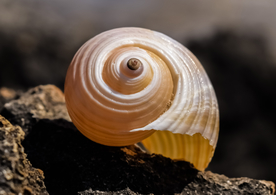 蜗牛壳