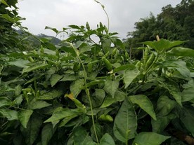 辣椒树
