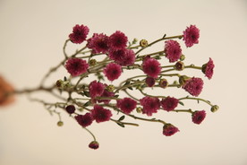 一束花