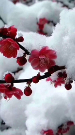 腊梅花