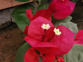 叶子花
