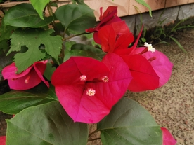 叶子花