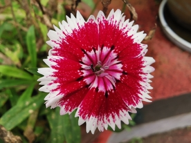 石竹花