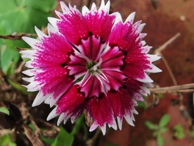 石竹花