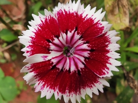 石竹花