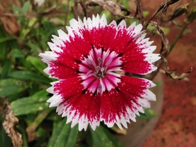 石竹花