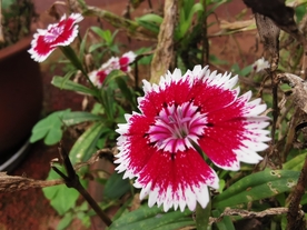 石竹花