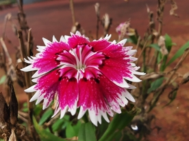 石竹花