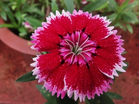 石竹花