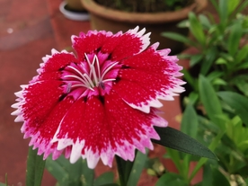 石竹花