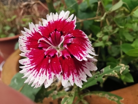 石竹花