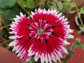 石竹花