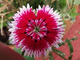 石竹花