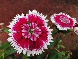 石竹花