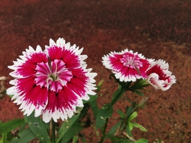 石竹花