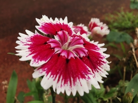 石竹花
