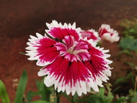 石竹花