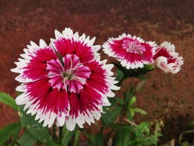 石竹花