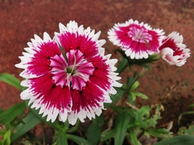石竹花