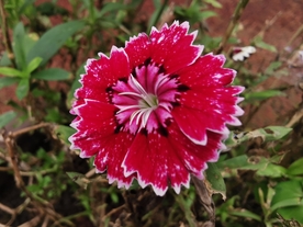 石竹花