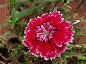石竹花