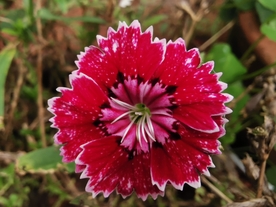 石竹花