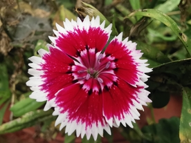 石竹花