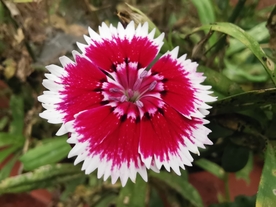 石竹花
