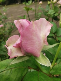 粉色月季