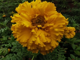 黄色鲜花
