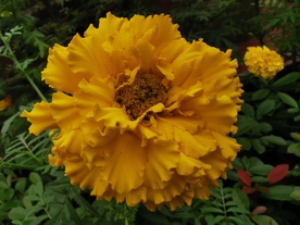 黄色鲜花