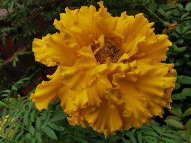 黄色鲜花